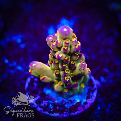 Icarus???