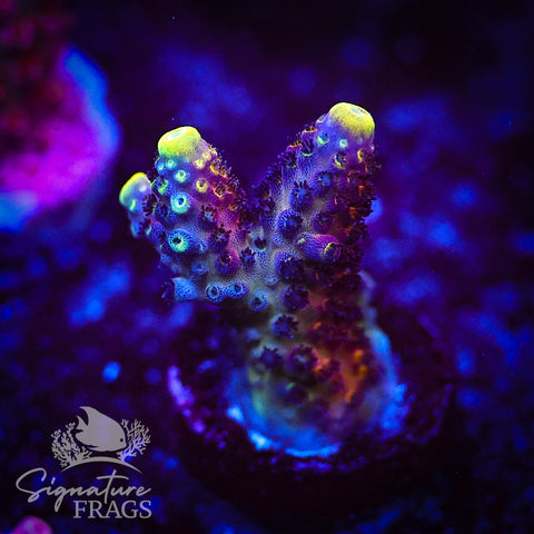 RAH Rainbow Mango