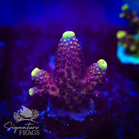 RAH Rainbow Mango