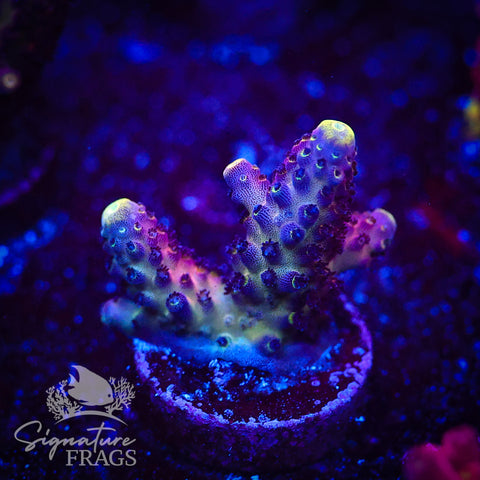 RAH Rainbow Mango