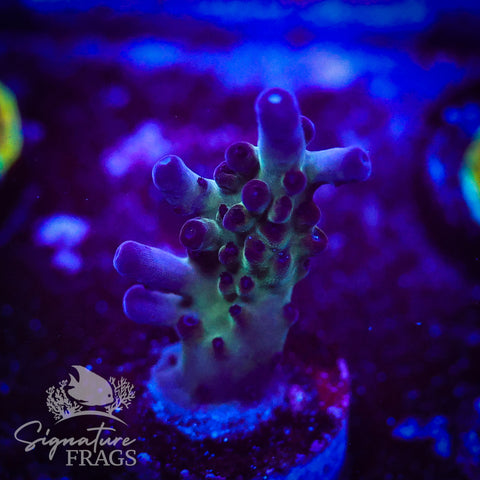 Frostbite Granulosa