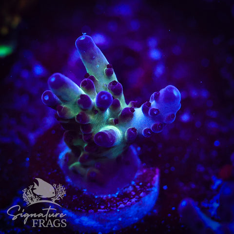 Frostbite Granulosa