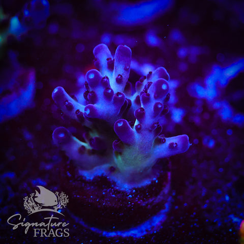 Frostbite Granulosa