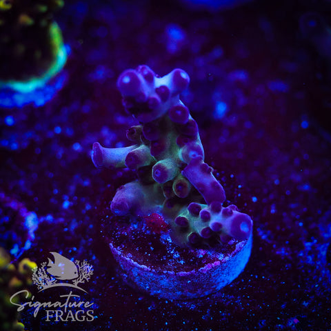Frostbite Granulosa