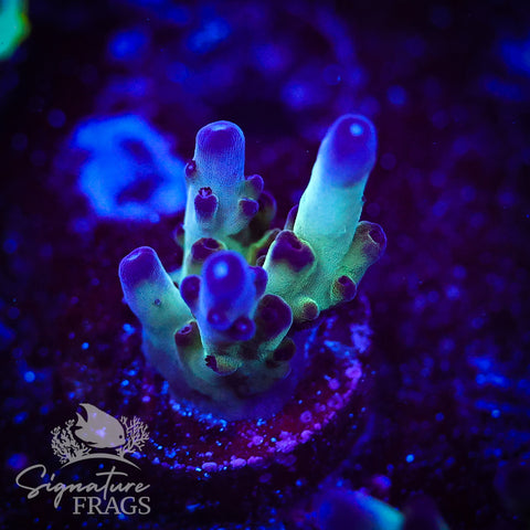 Frostbite Granulosa