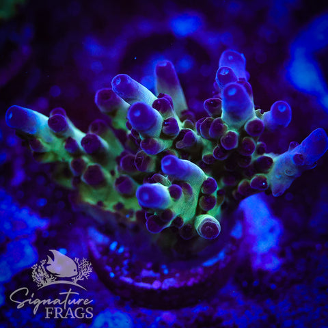Frostbite Granulosa