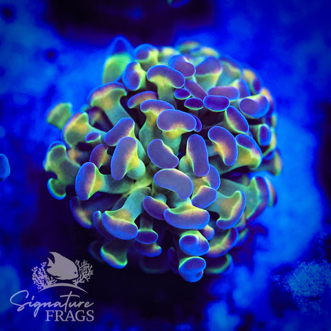 Rainbow Hologram Hammer