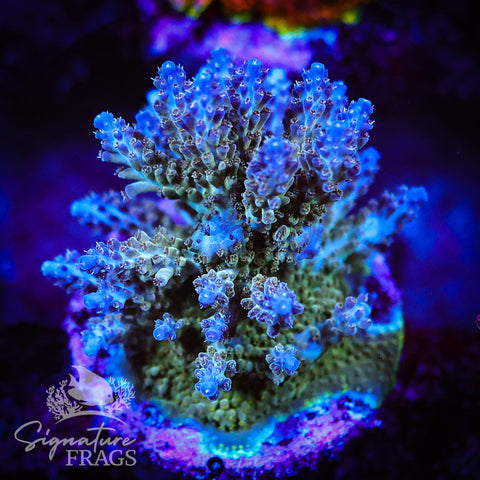 Blue Nasuta