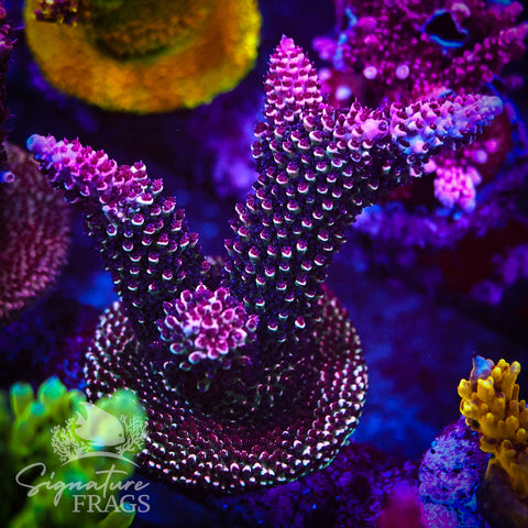 Red Abrotanoides