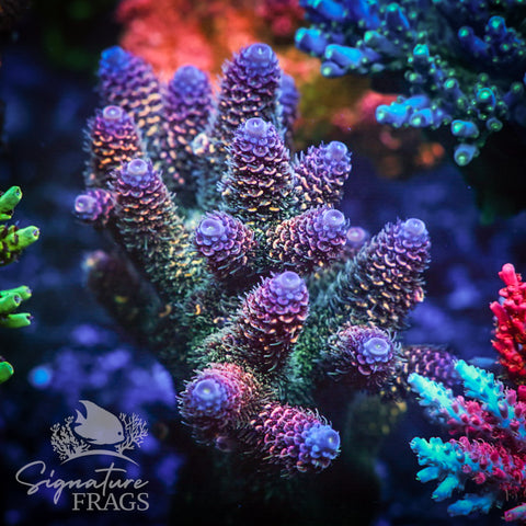 Purple Tip Rainbow Spath