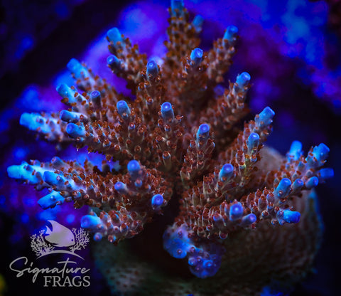 Venom Granulosa