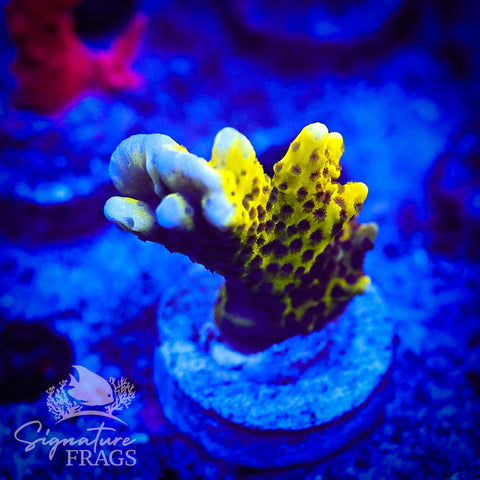 Slimeball Anacropora