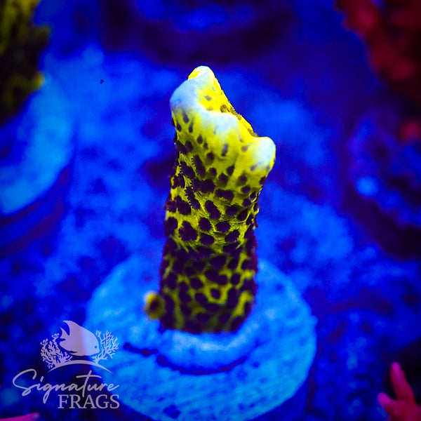 Slimeball Anacropora