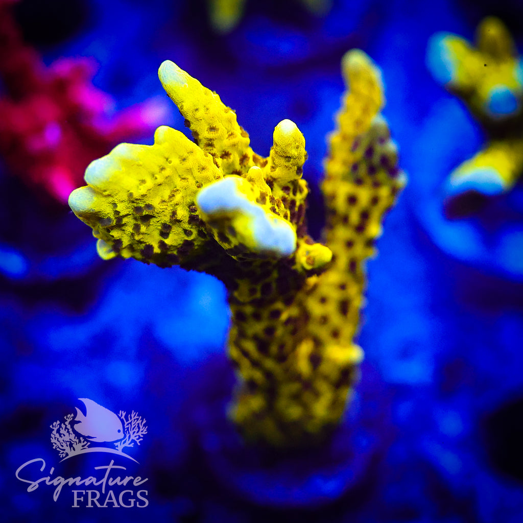 Slimeball Anacropora