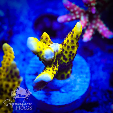 Slimeball Anacropora