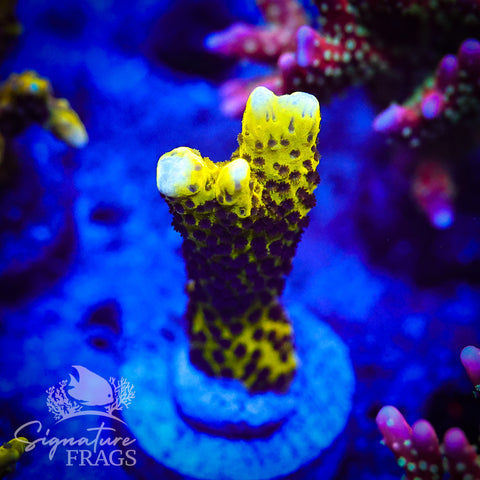 Slimeball Anacropora