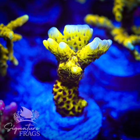 Slimeball Anacropora