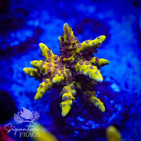 Golden Rod Anacropora