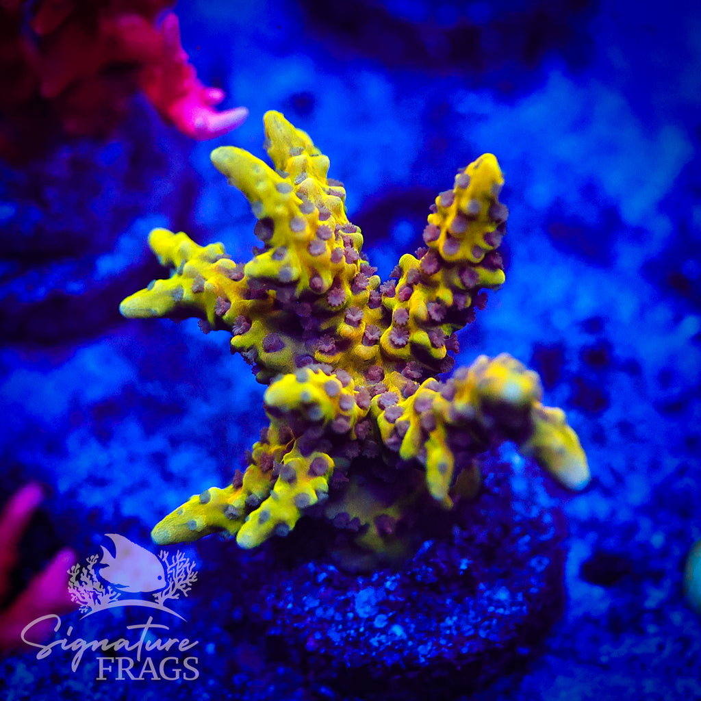 Golden Rod Anacropora