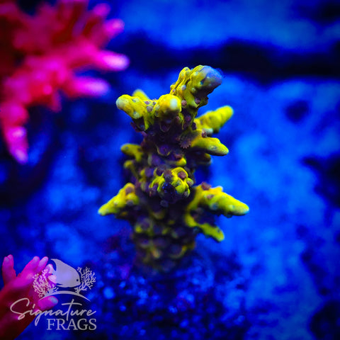 Golden Rod Anacropora