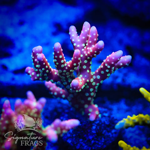 Tropicana Anacropora