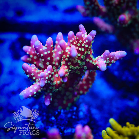 Tropicana Anacropora