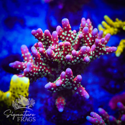 Tropicana Anacropora