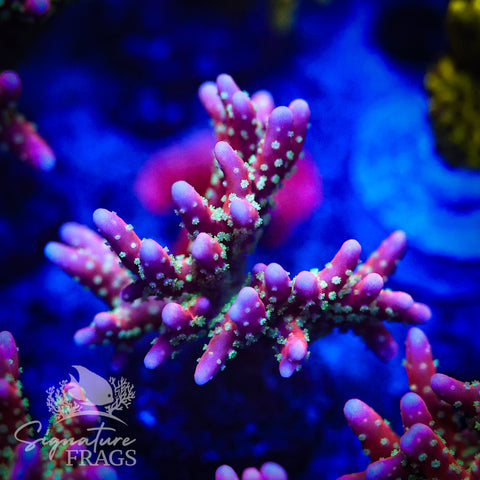 Tropicana Anacropora