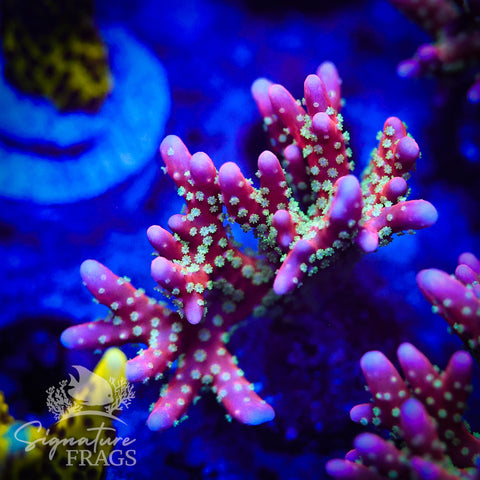 Tropicana Anacropora