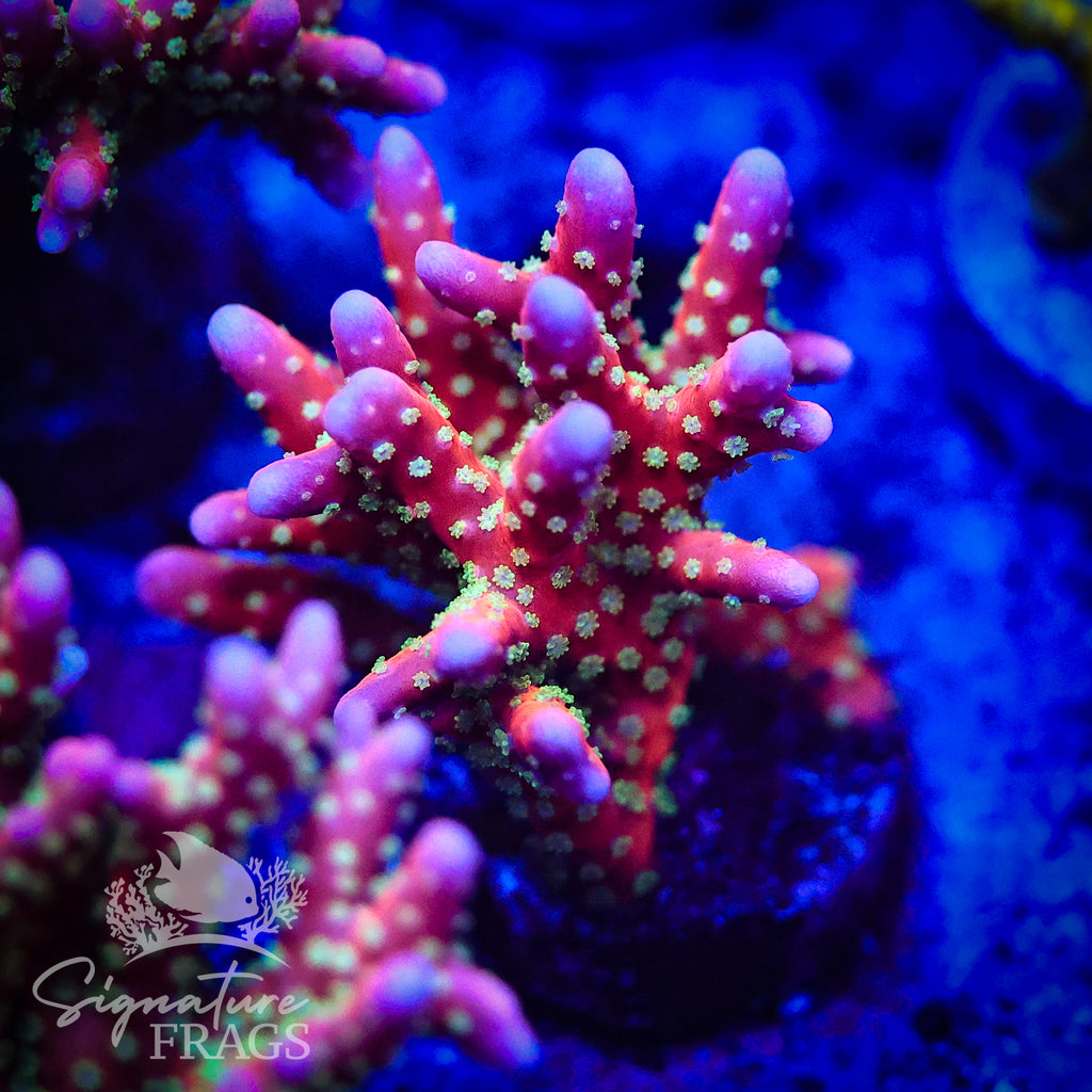 Tropicana Anacropora