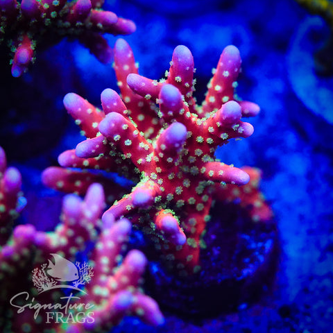 Tropicana Anacropora