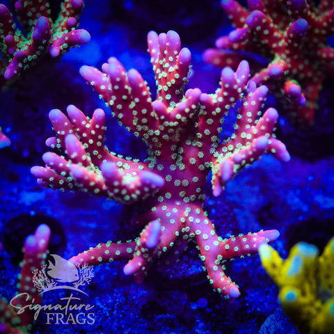 Tropicana Anacropora