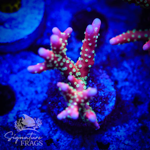 Tropicana Anacropora
