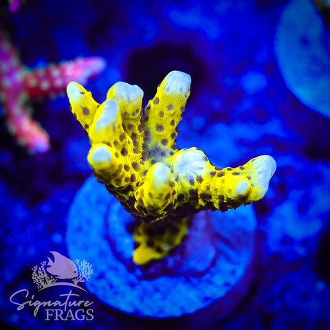 Slimeball Anacropora