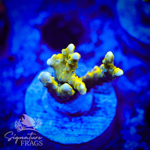 Bio Goblin Anacropora