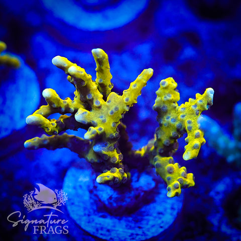 Bio Goblin Anacropora