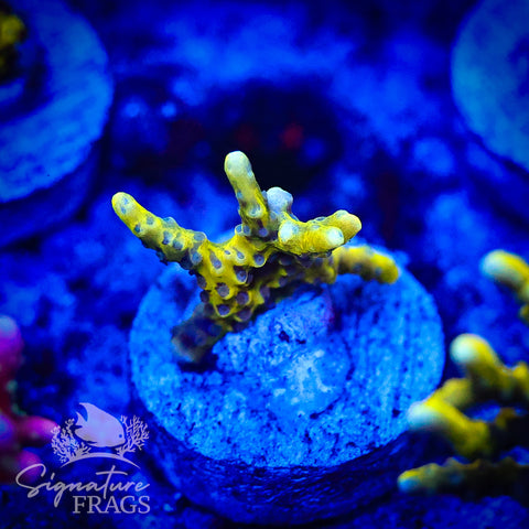 Bio Goblin Anacropora