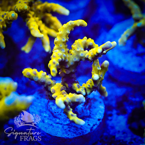 Bio Goblin Anacropora