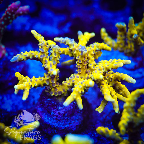 Bio Goblin Anacropora