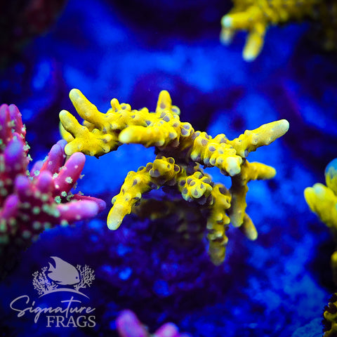 Bio Goblin Anacropora