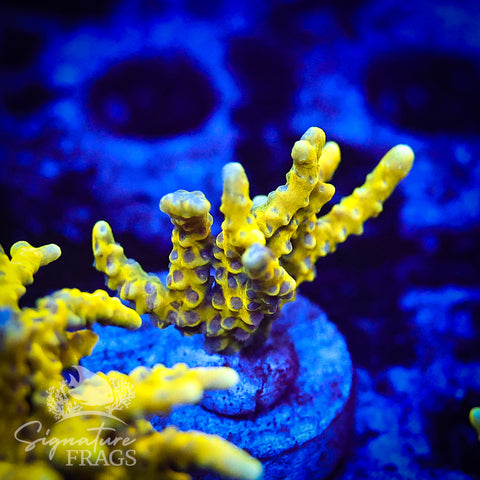 Bio Goblin Anacropora