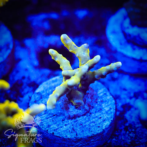 Bio Goblin Anacropora