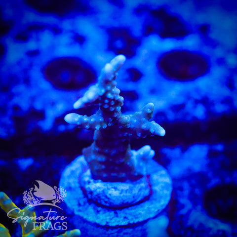Blue/Teal Anacropora