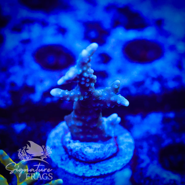 Blue/Teal Anacropora
