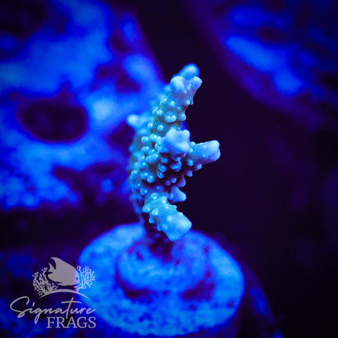 Blue/Teal Anacropora