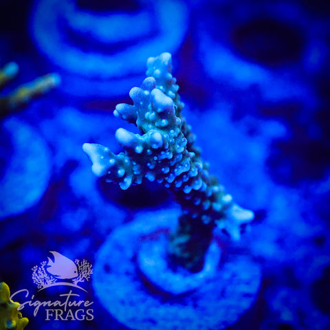 Blue/Teal Anacropora