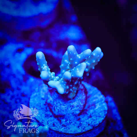 Blue/Teal Anacropora