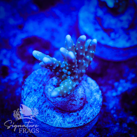 Blue/Teal Anacropora