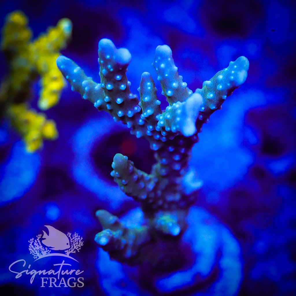 Blue/Teal Anacropora
