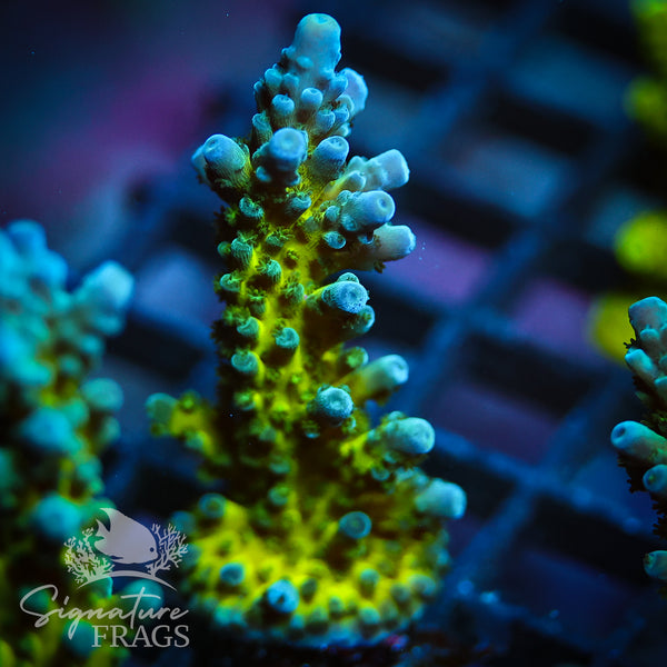 Yellow Tips